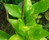 除草布柑橘種植技術(shù)_甲嘧磺酮除草劑