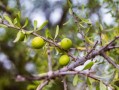 柑樹怎么種植視頻（柑樹種植技術(shù)）