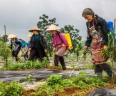 柑橘種植及橘園套種技術_青島地區(qū)栽的桔子樹在外面能過冬嗎