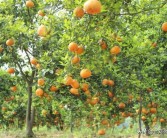 柑橘種植管理施肥技術(shù)_冬季果園如何管理