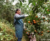 柑橘紅蜘蛛種植技術(shù)_柑橘樹什么時候打藥