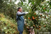 柑橘紅蜘蛛種植技術(shù)_柑橘樹什么時候打藥