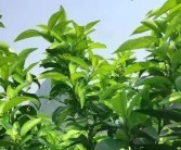 柑橘秋栽種植技術(shù)_柑橘樹什么時(shí)候深耕為好