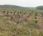 柑橘果苗種植技術(shù)_如何給柑橘樹施肥