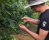 沃柑的功效與作用及禁忌和副作用圖片視頻_你覺得三農(nóng)大咖都有誰