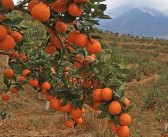 紅美人柑橘怎么增甜（紅美人柑橘種植技術(shù)配農(nóng)藥）