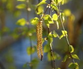 橘子樹(shù)種植技術(shù)視頻（橘子樹(shù)的種植技術(shù)）