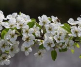 怎么栽植柑橘樹（柑橘樹栽培技術(shù)）