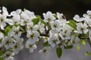 怎么栽植柑橘樹（柑橘樹栽培技術(shù)）