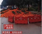 沃柑橘子種植技術視頻_沙糖桔內膛小枝可以剪掉嗎