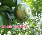 柑橘果實(shí)病蟲(chóng)害最全的圖庫(kù)_陽(yáng)光一號(hào)柑橘蟲(chóng)子訂咬怎么辦