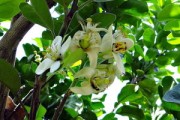 東方紅柑橘種植技術(shù)要點什么（東方紅柑橘種植技術(shù)要點什么肥料）