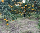 柑橘種植技術銷路_柑橘雜種荔枝樹可以嗎