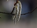 柑橘樹春天發(fā)芽時打什么藥好（柑橘發(fā)芽期打什么農(nóng)藥）