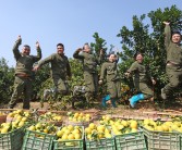 贛州柑橘種植技術(shù)視頻_廣西能種橙子嗎