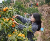 南寧沃柑直播基地(廣西南寧沃柑種植基地)