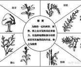 柑橘樹7種剪枝技術(shù)，每個步驟是關(guān)鍵