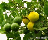 防蟲網(wǎng)內(nèi)種植柑橘技術_用于臍橙種植的防蟲網(wǎng)有哪些推薦