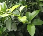 柑橘夏天種植技術(shù)_南豐柑橘種植時間和方法