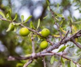 柑子樹栽培技術(shù)視頻（柑樹種植技術(shù)）