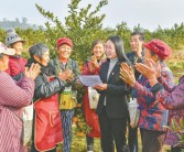 武勝柑橘種植技術_四川南充市嘉陵區(qū)有多少鎮(zhèn)