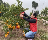 200畝柑橘種植技術(shù)_無籽椪柑栽間距多少