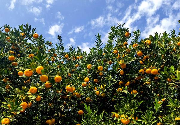 柑樹開花可以打保花保果藥嗎（柑樹開花可以打?；ū９巻釄D片）