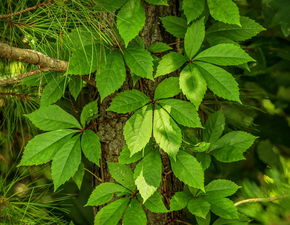 柑橘膨果期沙皮?。ǜ涕偕捌げ〉陌l(fā)生規(guī)律和防治方法）