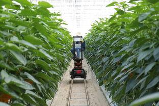 沃柑適合廣西種植嗎（廣西沃柑種植技術(shù)）