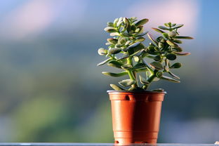 沃柑怎么種植從種子開(kāi)始種（沃柑種子怎么種能發(fā)芽）