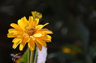 沃柑幾月開(kāi)花幾月結(jié)果呢視頻（沃柑幾月摘不影響來(lái)年開(kāi)花）