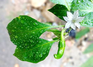 柑橘類開花施肥技術(shù)（柑橘開花期如何管理）