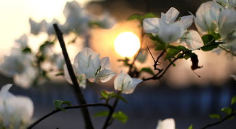 柑橘樹(shù)花期如何管理（柑橘樹(shù)花期如何管理視頻）