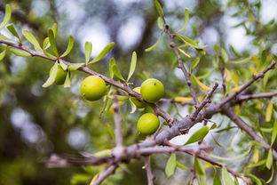 柑子樹栽培技術(shù)視頻（柑樹種植技術(shù)）