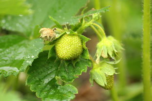 沃柑開(kāi)花期打什么農(nóng)藥好呢視頻（沃柑開(kāi)花噴什么藥）