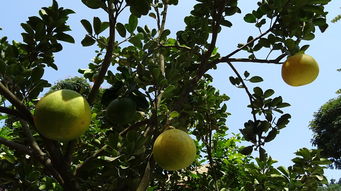 矮化密植柑橘樹栽培技術(shù)要點（果樹生產(chǎn)中矮化密植栽培的優(yōu)點）