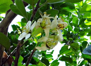 甘平柑橘技術（甘平柑橘種植技術）