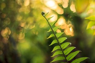 柑橘種植技術全程視頻（柑橘種植技術全程視頻教程）