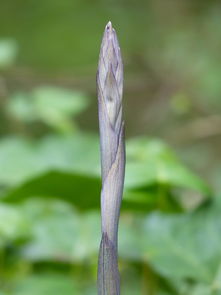 沃柑長新芽要噴藥嗎（沃柑發(fā)芽后打什么藥）