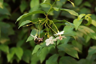 脆蜜金桔種植技術(shù)管理方法視頻教學（脆蜜金桔產(chǎn)量如何）