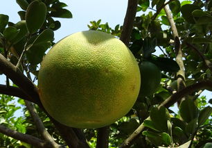 柑橘種植技術(shù)全套（柑橘種植技術(shù)規(guī)程）