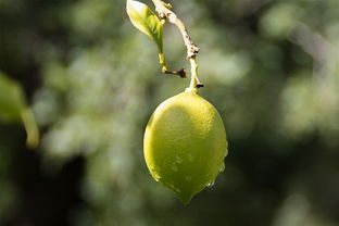 柑橘夏梢管控技術(shù)（柑橘放夏梢）