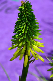 柑橘病蟲(chóng)害防治及種植管理技術(shù)規(guī)范（柑橘病蟲(chóng)害防治及種植管理技術(shù)規(guī)范）