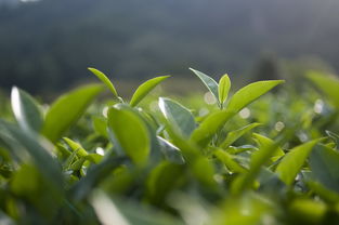 茶枝柑價(jià)格多少錢一斤（茶枝柑樹圖片）