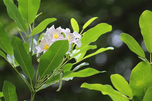 沃柑多大果子開(kāi)始變黃（沃柑多大果子開(kāi)始變黃了）