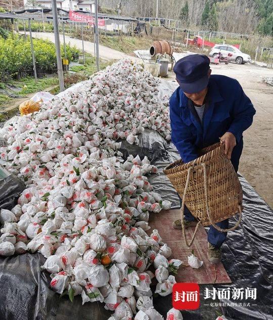 春見粑粑柑和沃柑哪個營養(yǎng)好_沃柑硬皮咋回事