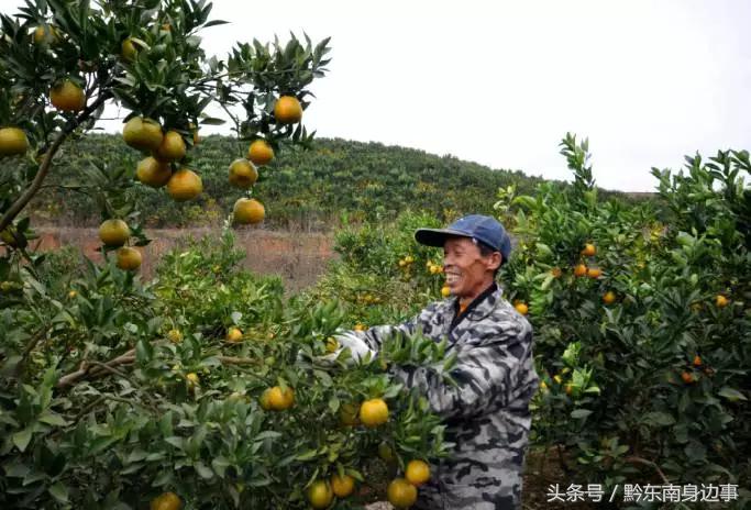 河北哪里有新品種柑橘樹(shù)苗_果樹(shù)新品種是若何培育出來(lái)的