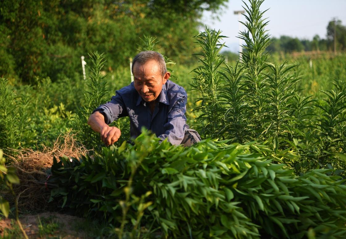 重慶新品種柑橘樹苗批發(fā)_你們吃過哪些重口味的食物