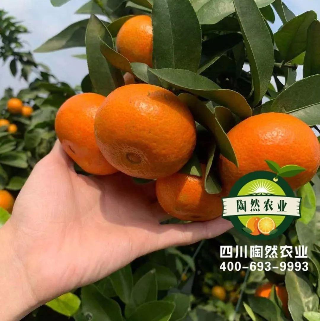 柑橘北緣新品種_青秋臍橙和紐荷爾臍橙哪個(gè)產(chǎn)量高