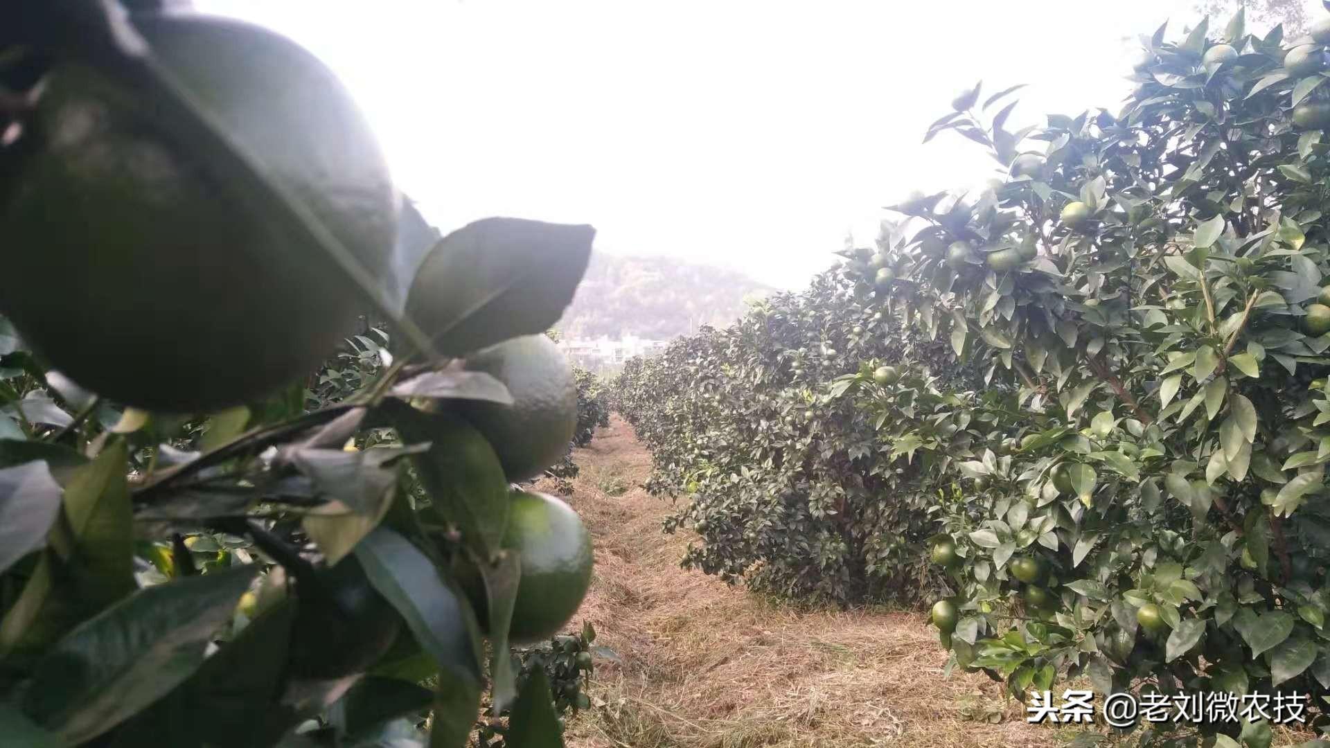 多效唑在沃柑上能全樹噴灑嗎有毒嗎_沃柑花芽分化應(yīng)該噴什么藥